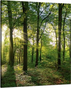 Vászonkép Nap Erdő Fák Fénysugarak 80x100 cm