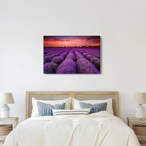 Kép - Levendula mező (90x60 cm)