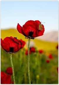 Poszterek 70x100 Piros pipacs Virágok Hegyek