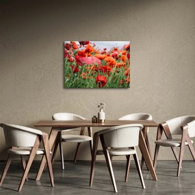Egy kép a pipacs mezőről (70x50 cm)