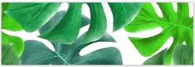 Poszterek 200x66 Levelek Monstery Trópusok