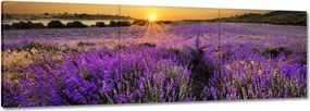 Vászonkép 120x40 Levendula tájkép Nap