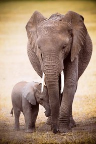 Plakát Elephant and baby