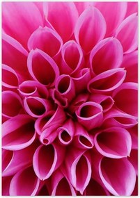 Poszterek 70x100 Liliom