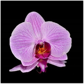 Poszterek 100x100 Lila orchidea