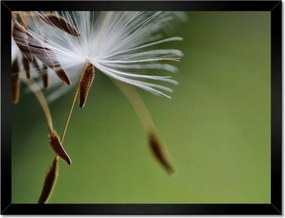 Poszterek keretben 40x30 Pitypang Virág Virágok