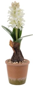 Műnövény (magasság 29 cm) Hyacinth – Ixia