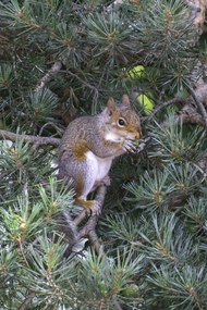 Poszter 40x60cm Mókus, Assaf Frank