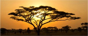 Kép - afrikai szavanna (120x50 cm)