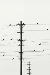 Poszter 40x60cm Szimfónia a drótokon