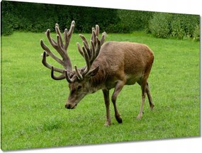 Vászonkép 120x80 Szarvas felszarvazott
