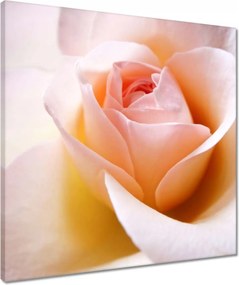 Vászonkép 50x50 Finom rózsa