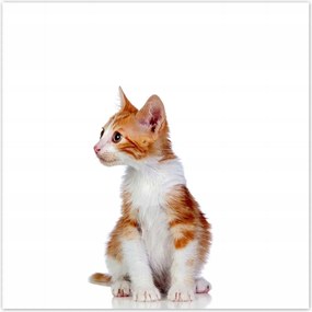 Poszterek 30x30 Cica Cicák Macskák