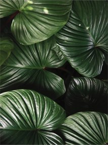 Fotótapéta Zöld levelek trópusi dzsungelek otthonra 206x275 +ragasztó