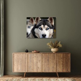 Husky kutya kép (üvegen) (70x50 cm)