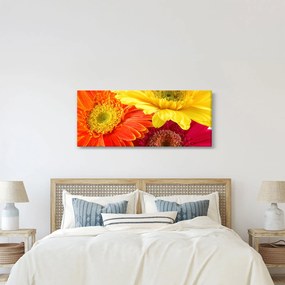 Kép - Virágok Gerbery (120x50 cm)
