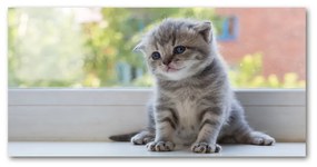 Akrilkép Kis macska az ablakban oah-114401117