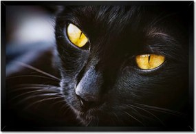 Poszterek keretben 60x40 Cica Cicák Macskák