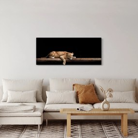 Kép - Lioness (120x50 cm)