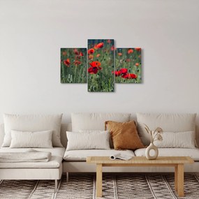 Kép - Rét mák virággal (90x60 cm)