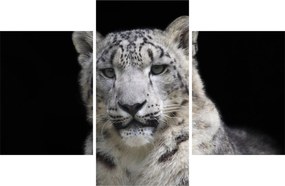 Kép - Snow Leopard (90x60 cm)