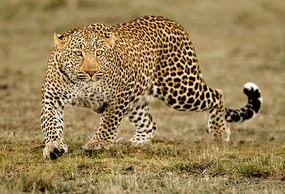 Fotográfia Leopard, McDonald Wildlife Photography Inc.