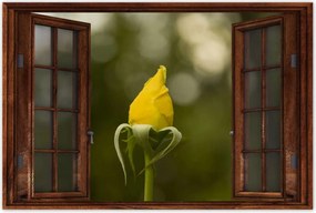 Poszterek 120x80 Sárga rózsa