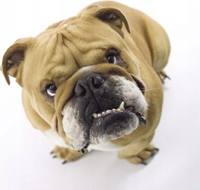 Poszter 30x30cm Brit bulldog fehér alapon 2, Assaf Frank