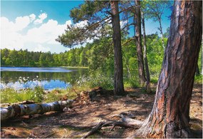 Fotótapéta Fali tapéta Hálószoba Nappali Erdei táj 152x104 Ragasztó