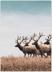 Poszterek 50x70 Szarvasok