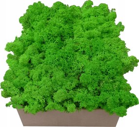 Moha Fűszerkeverék Élő Zöld Karton 300g