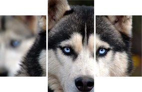 Husky kutya kép (90x60 cm)