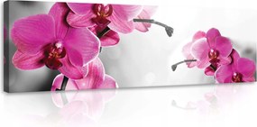 Vászonkép 145x45 Rózsaszín elegancia Orchideák bokeh finom akcentus a belső térben