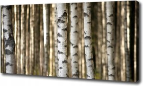 Fotótapéta nagy canvas falikép Nyírfa 120x60 cm