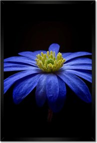 Poszter keretben 40x60 Kék virág