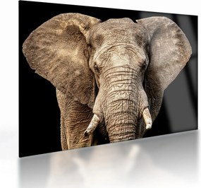 Üveg kép - Afrikai elefánt (70x50 cm)