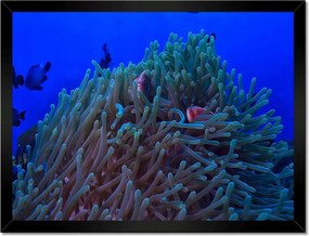 Poszterek keretben 40x30 Víz alatti zátony jelenet