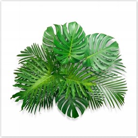 Poszterek 100x100 Monstera Lyukas levelek