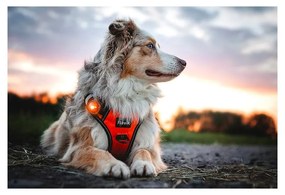 LED fény nyakörvre Amber - Orbiloc