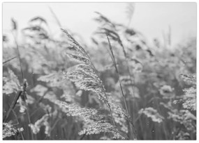 Üveg kép - Fű a szélben (70x50 cm)