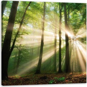 Vászonkép Nap az erdőben Fák Természet 90X90 cm Ajándéknak is tökéletes