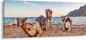 A tevék képe (120x50 cm)