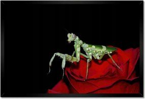 Poszter keretben 60x40 Sáska piros virág