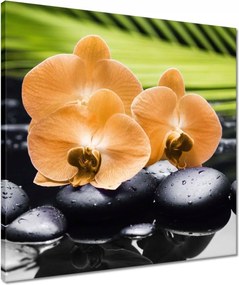 Vászonkép 50x50 Narancssárga orchideák