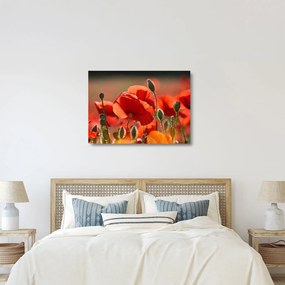 Pipacsok képe (üvegen) (70x50 cm)