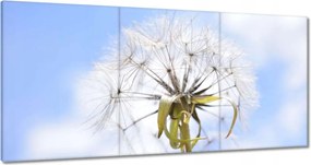 Vászonkép 120x60 Pitypang Virág Virágok