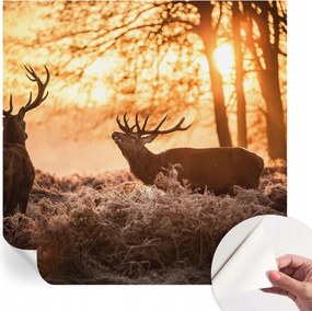 Divatos öntapadós fali tapéta Szarvas furnér reggel 250x250 cm