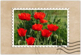 Poszterek 90x60 Pipacs Virágok