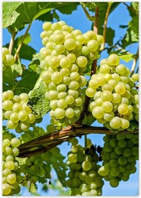 Poszterek A2 Pion Zöld szőlő