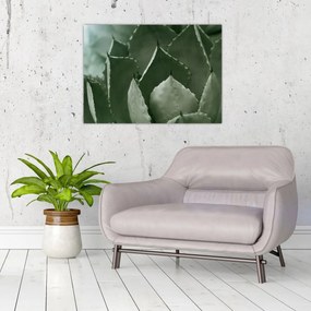 Kép - Zöld agávé (70x50 cm)